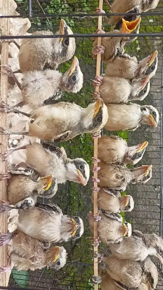 Anakan cendet pentet