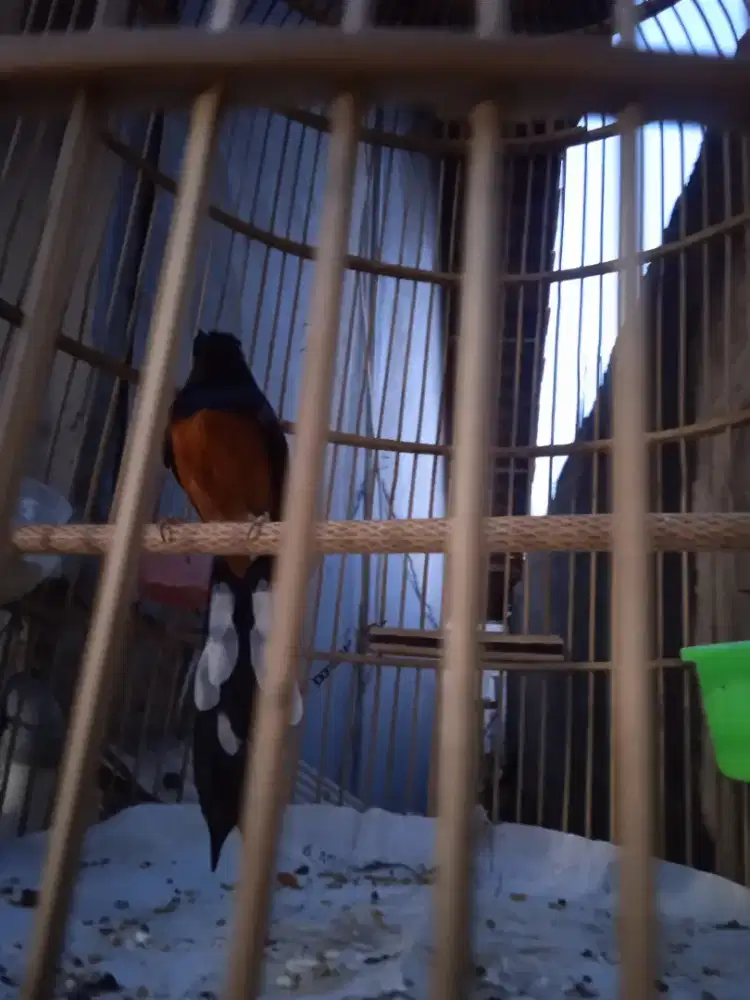 Muray Oriental Aceh Ring X~Ray