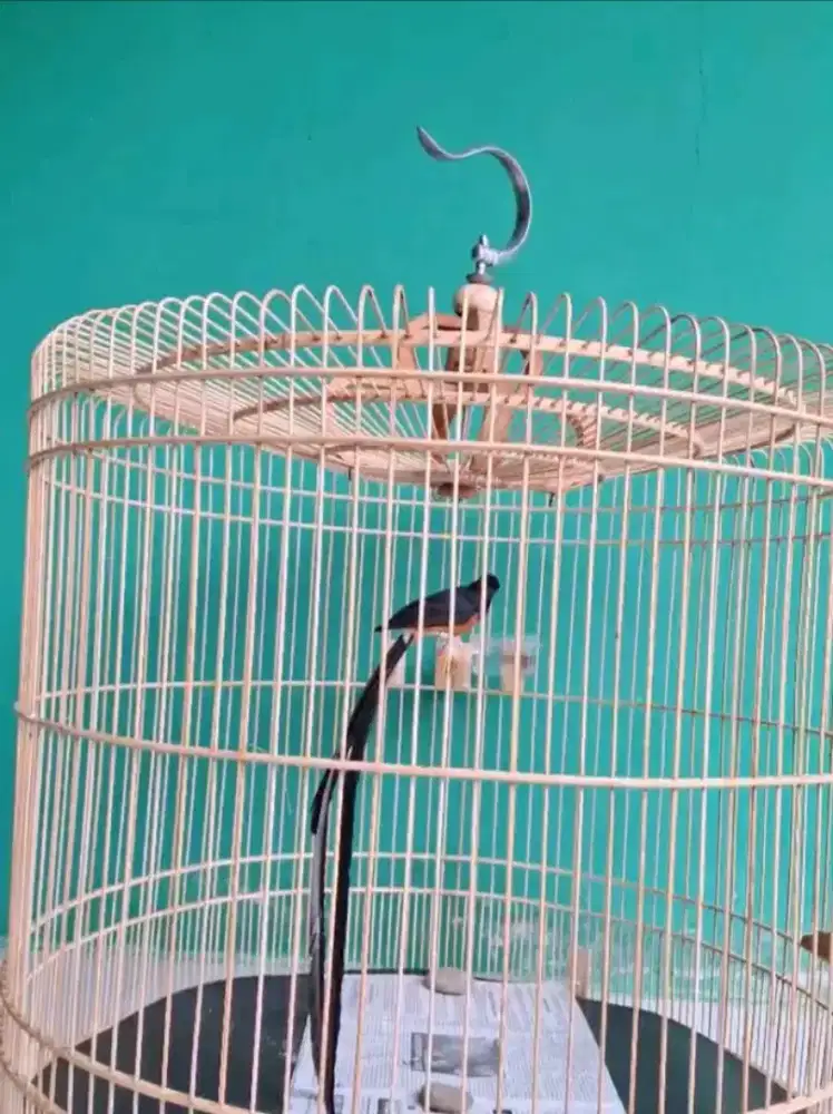 Jual murai batu jantan ekor 30 dan 34cm