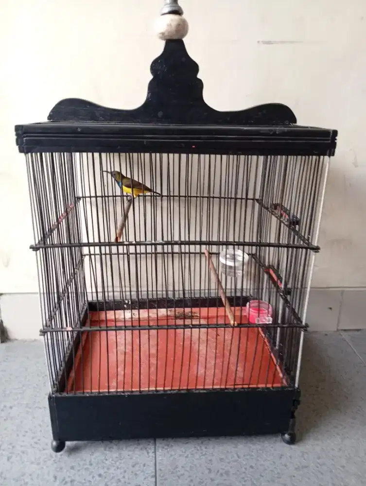 Burung S0G0N fullset