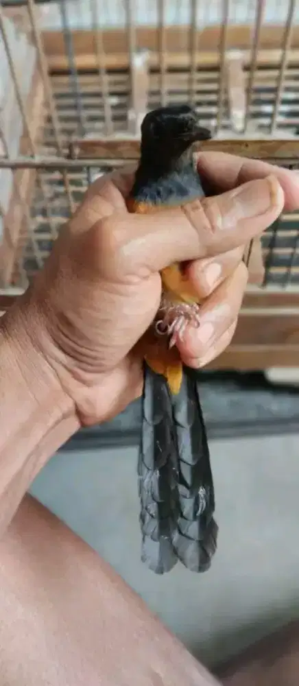 Jual Murai betina ekor hitam siapan