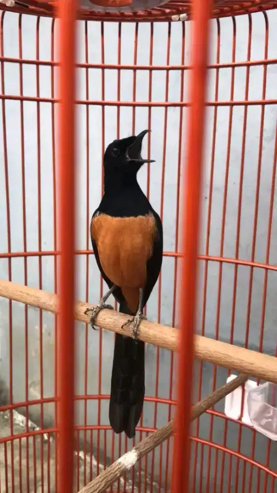 Jual murai batu ekor hitam jantan