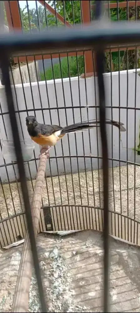 Jual murai betina siapan ekor 18cm