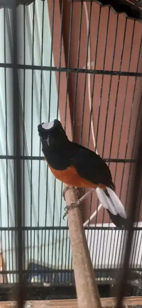 Murai batu avatar jantan kepala putih borneo