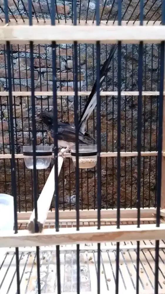 Jual trotol murai batu jantan trah ekor panjang usia 2,5bln