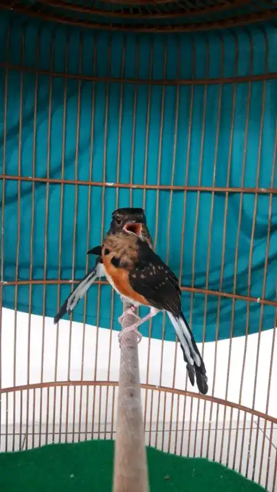 Jual trotol murai medan jantan usia 2bln prospekan