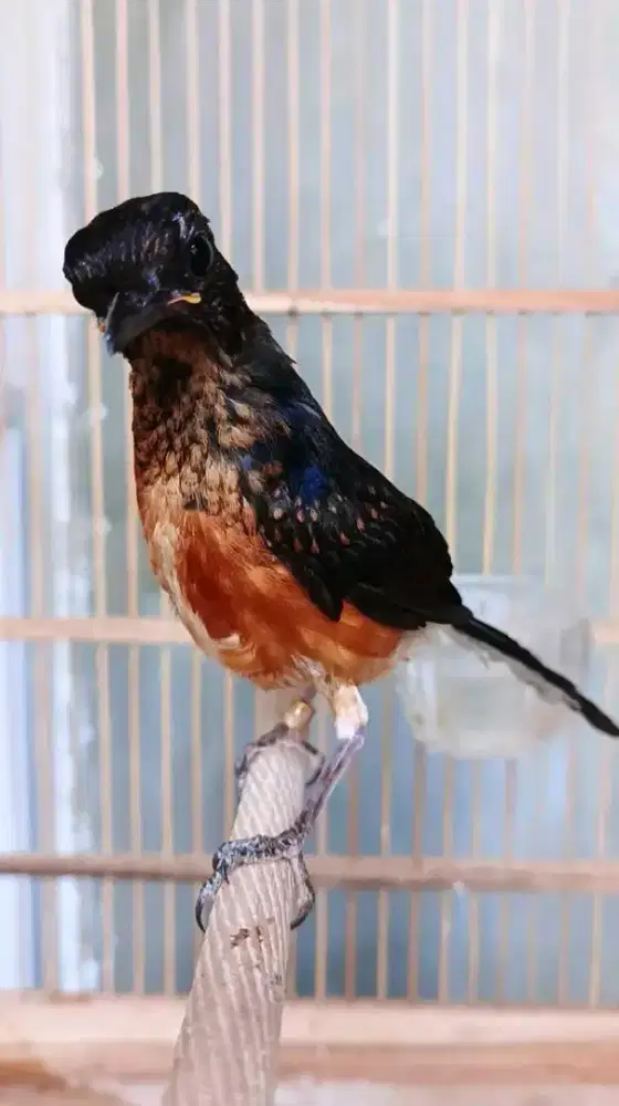 Jual trotol murai batu jantan seri F4 kaki hitam usia 2bln