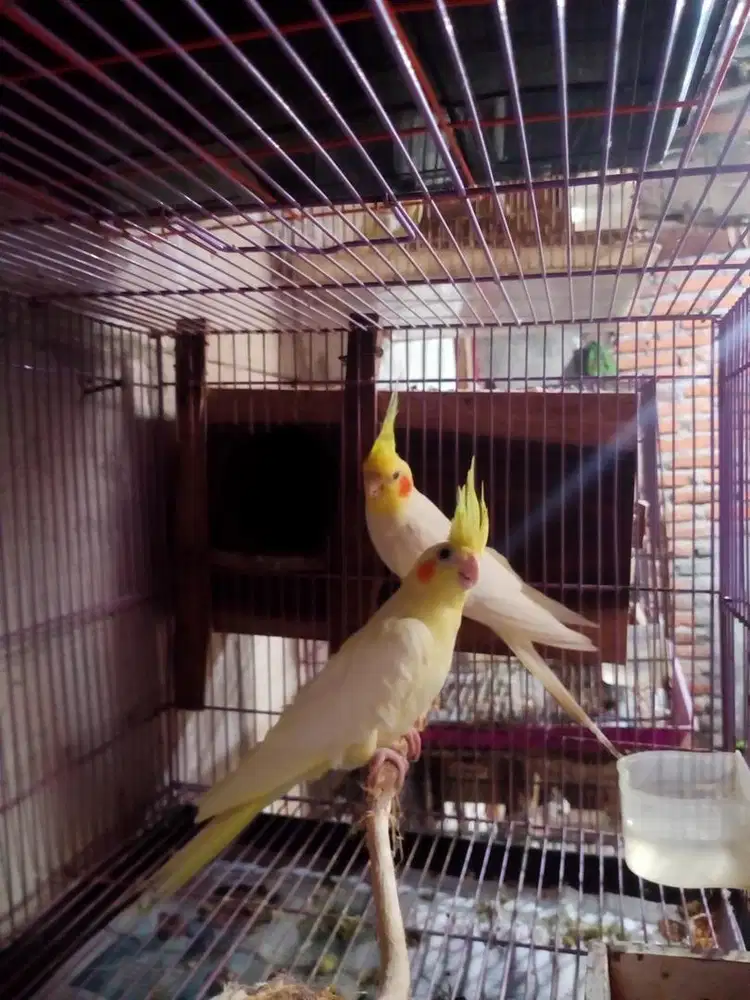 Lutino mh x lutino mm