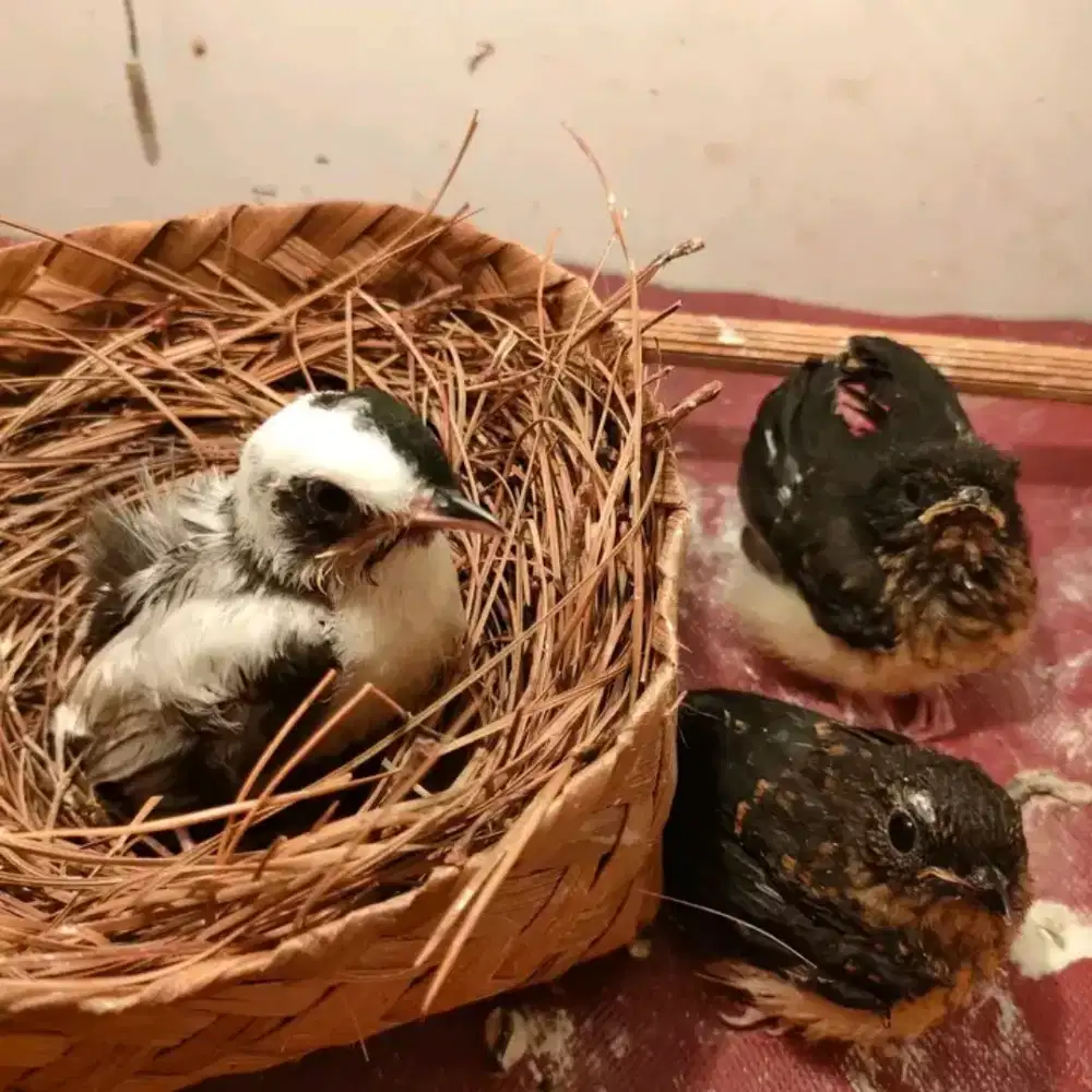 Jual lolohan murai batu 1 sarang 1 panda 2 normal usia 2 minggu