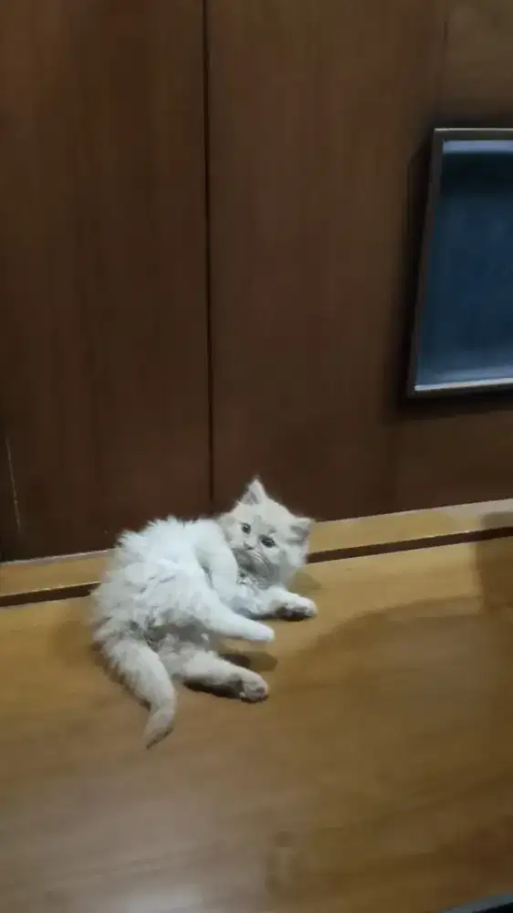 Kucing Kitten Flatnose Jantan Oren