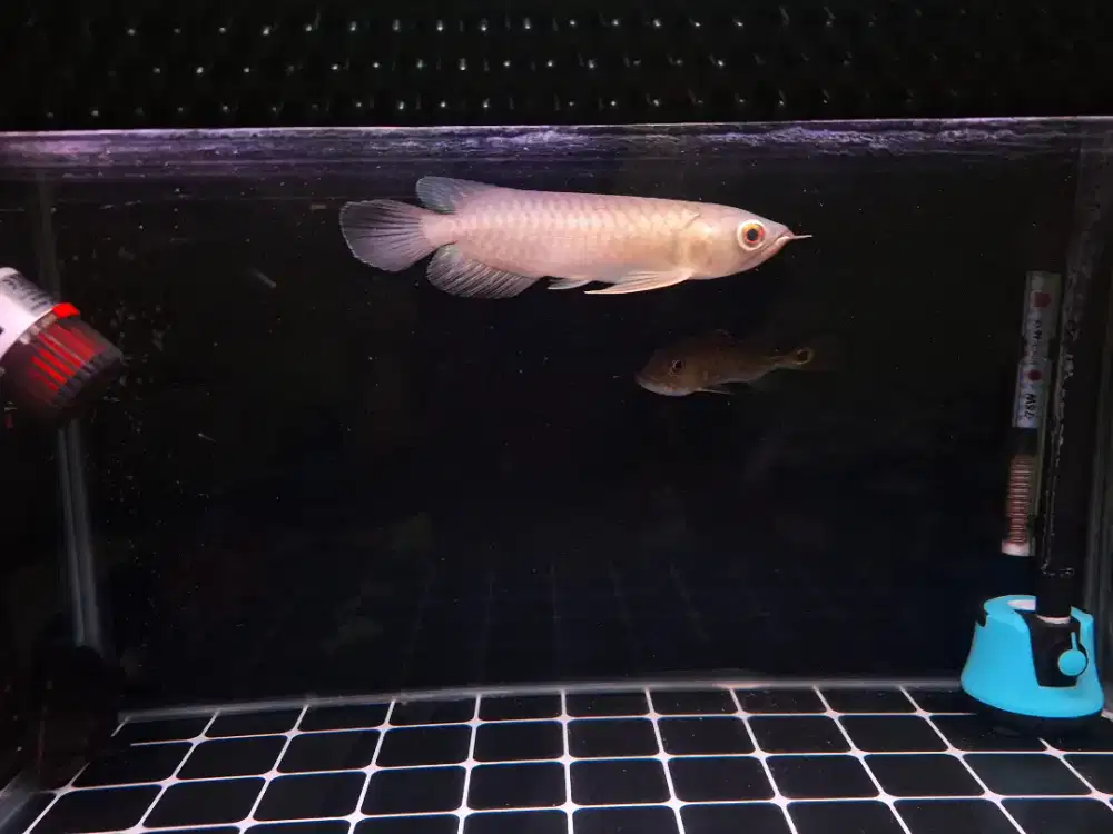 Arwana green pino + sertifikat & chip