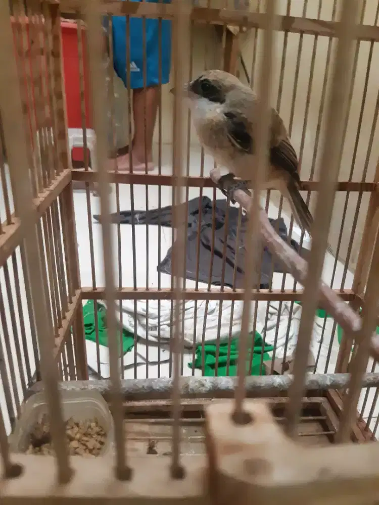 Jual pentet dari lolahan udah umur 3bulan  jantan