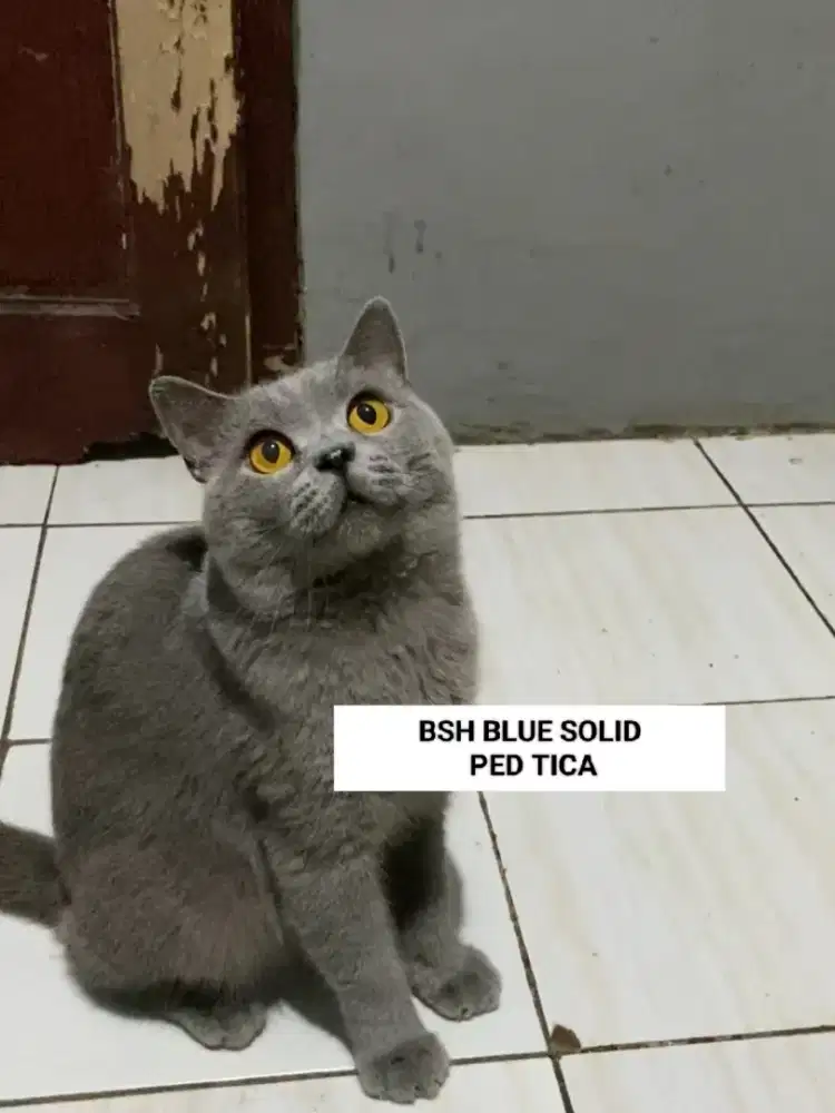 Pejantan BSH Ped Tica