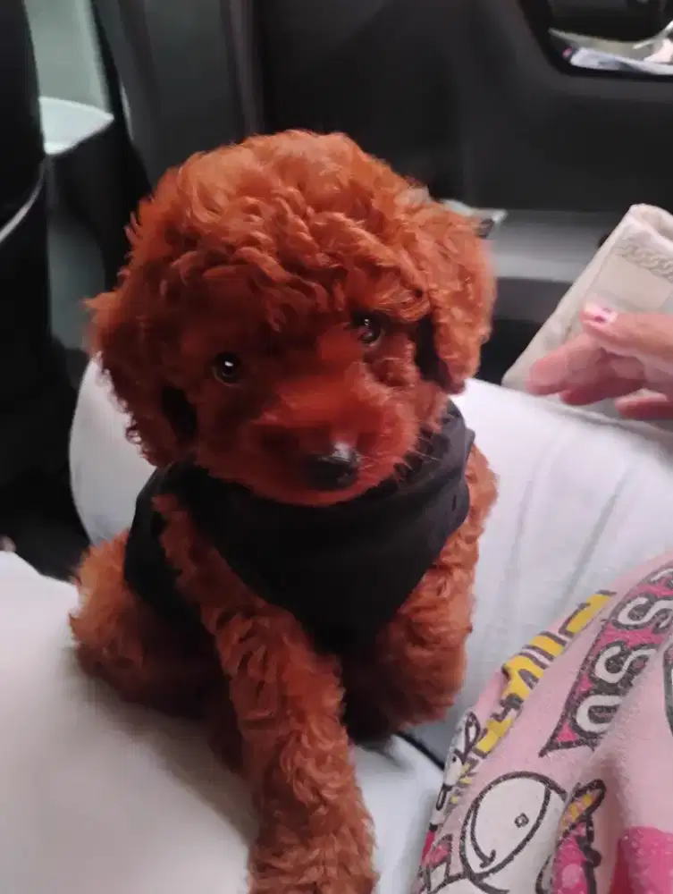 Anjing Red poodle 1 bulanan jantan