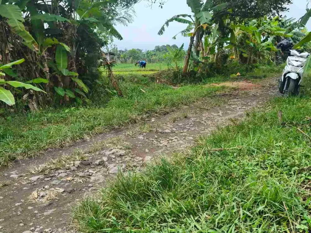 sawah Seyegan