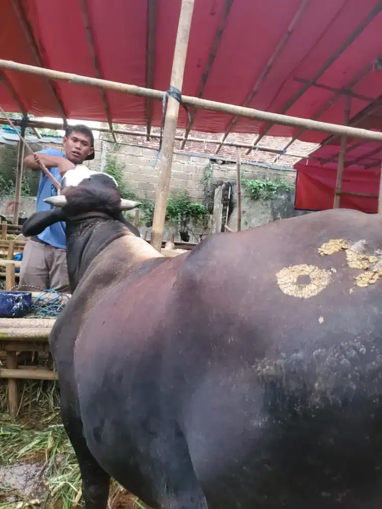 Jual Murah Sapi Bali&Limosin Cross Kualitas Bagus&Terbaik Best Seller.