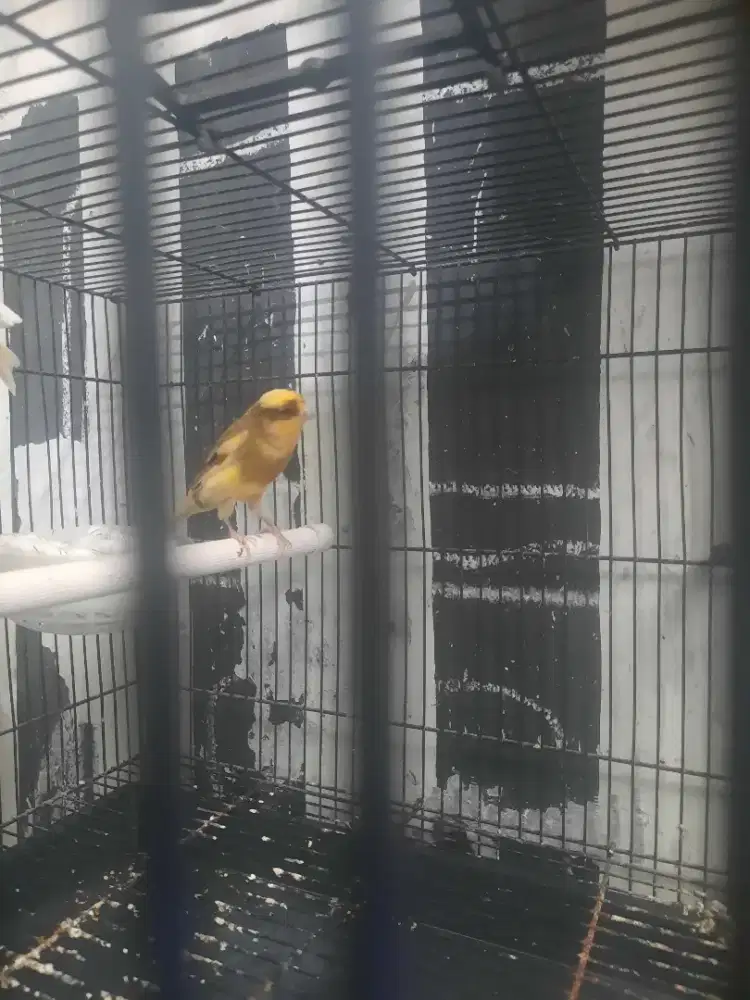 Kenari F1ys Lossring baru rapih mabung..