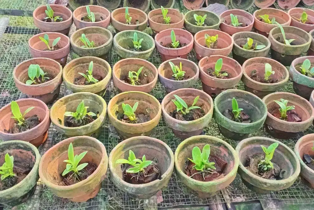 Bibit anggrek seedling dendro