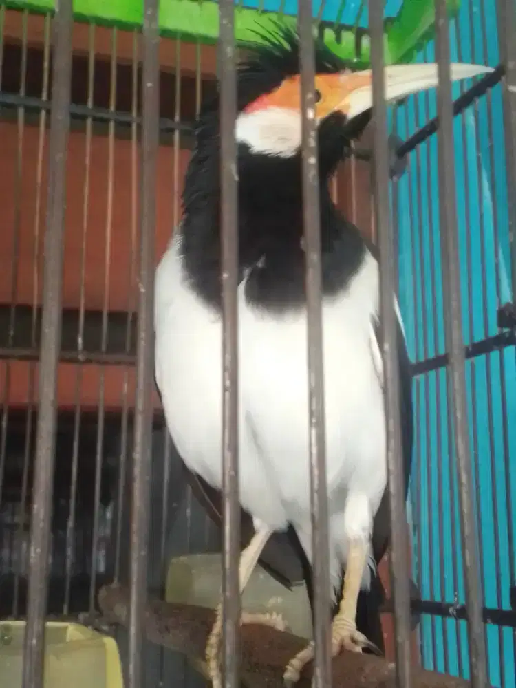 JALAK KEBO GACOR MOMPA SUARA VARIASI 600 FULSET HARGA NET AJA