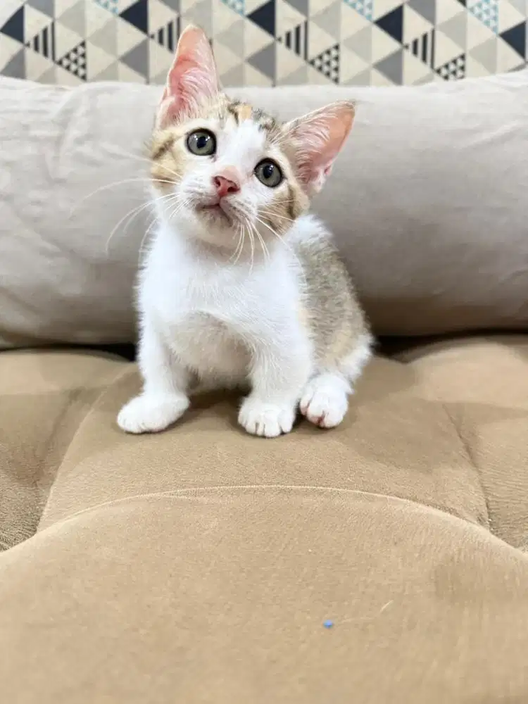 Kucing Munchkin bsh persia peaknose anggira