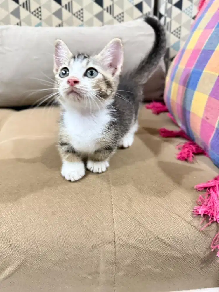 Kucing Munchkin bsh persia anggora kaki pendek