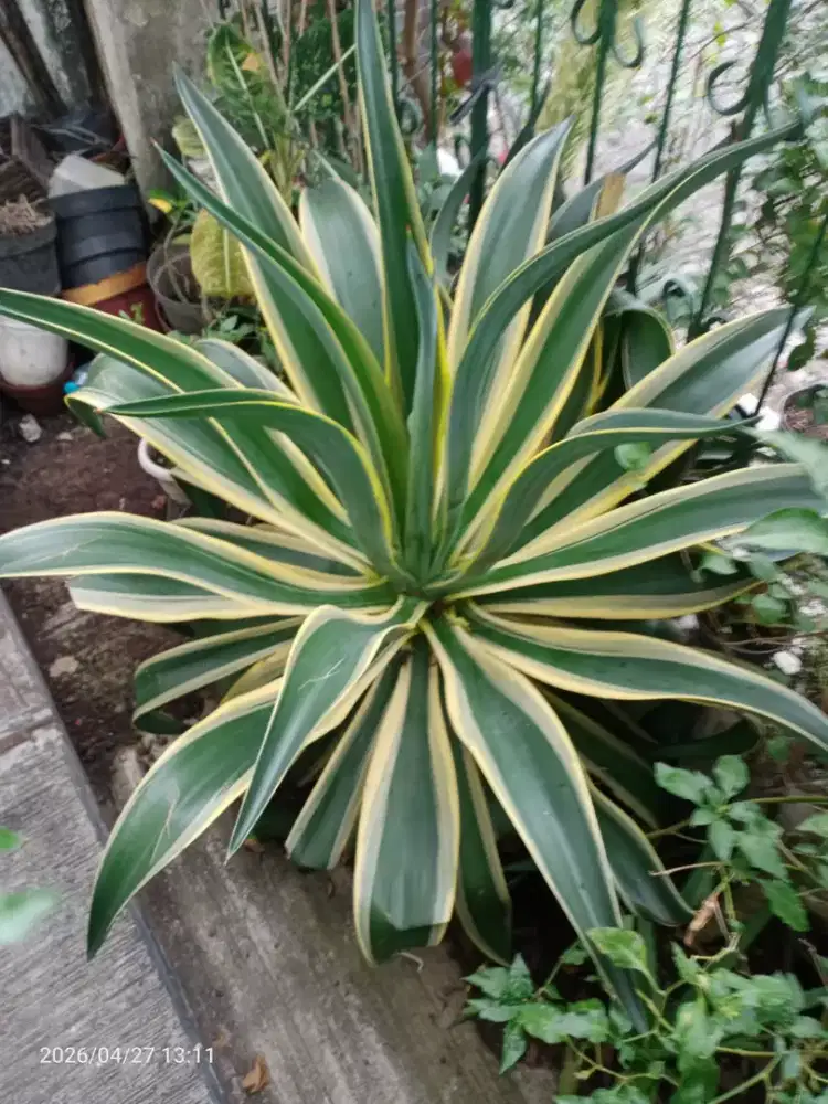 Pindahan: Bunga Bougenville, Aglonema, Anturium, Agave siklok Dll