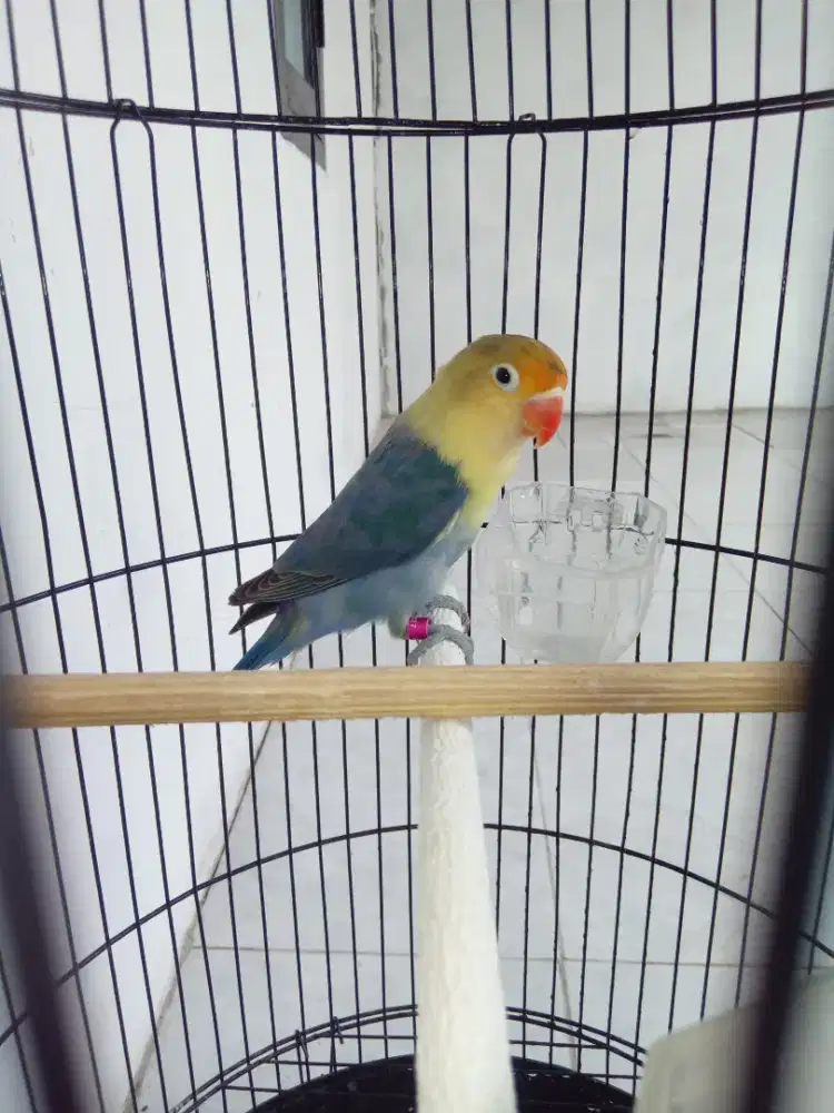 Lb balibu pb siap gantang