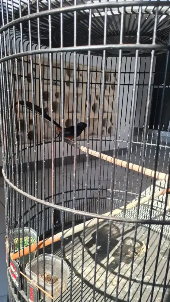 Murai medan ekor lumayan pjg sepasang