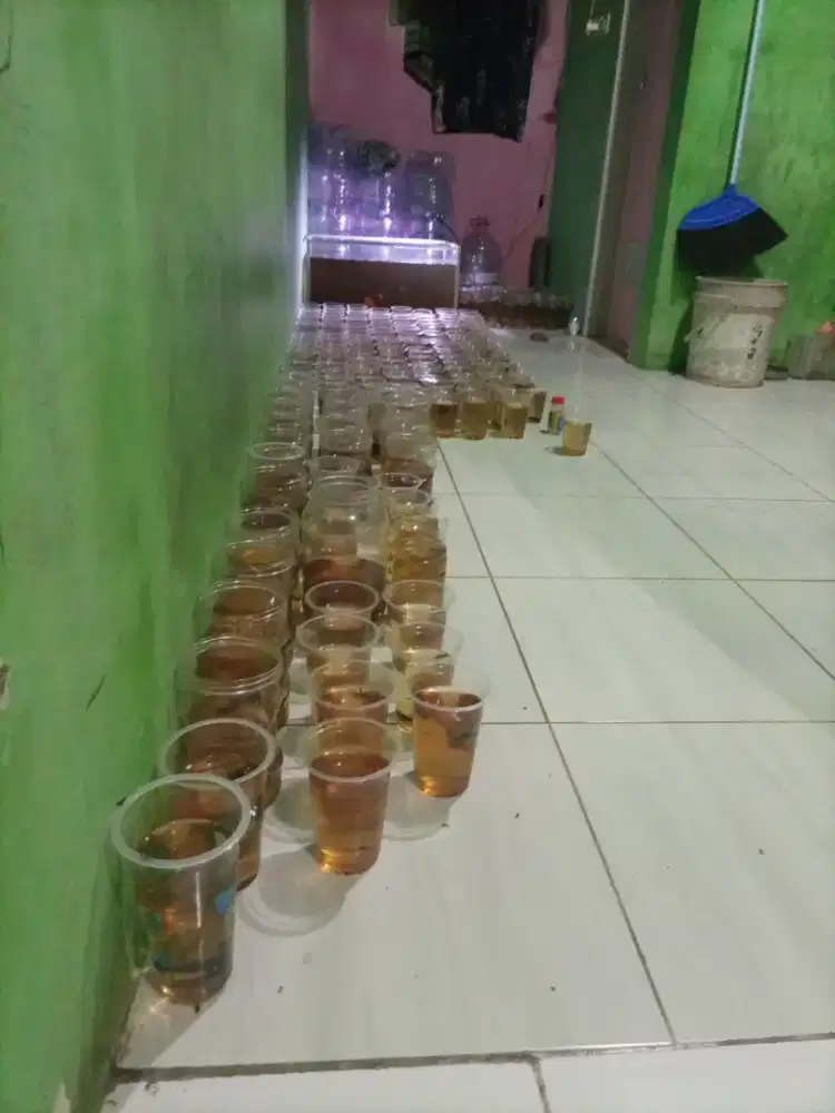 Jual ikan cupang giant multicaler