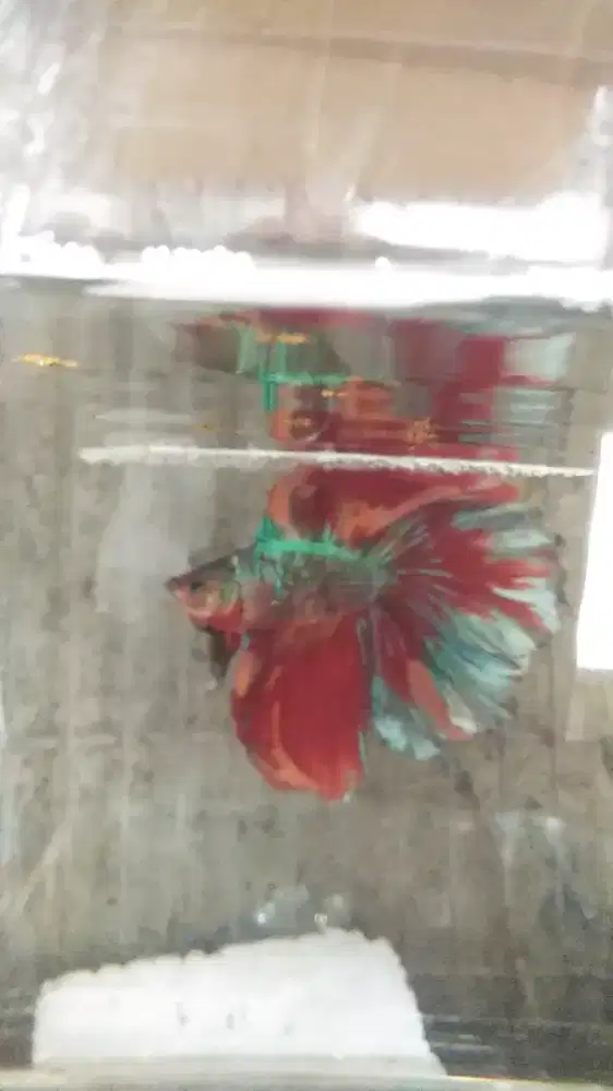 Ikan Cupang OHM Halfmoon Doubletail Multicolor harga bisa nego