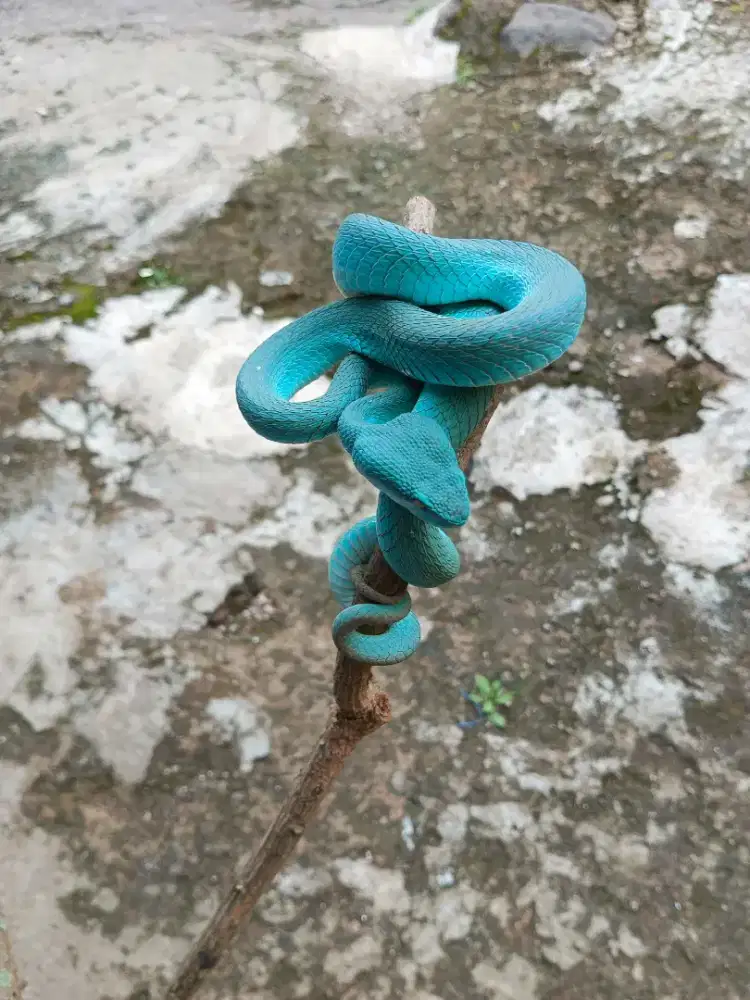 DISPLAY ULAR BIRU CANTIK