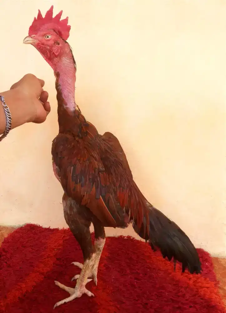 Ayam Line Pama Wilah Bulbie, Umur 12 Bulan, Ukuran 3,5 Tulang Kasar