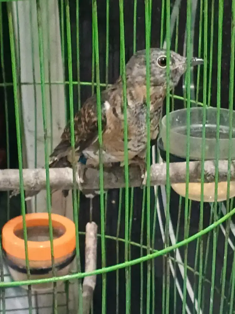 Kedasih lurik jinak mulai mutasi bulu dewasa