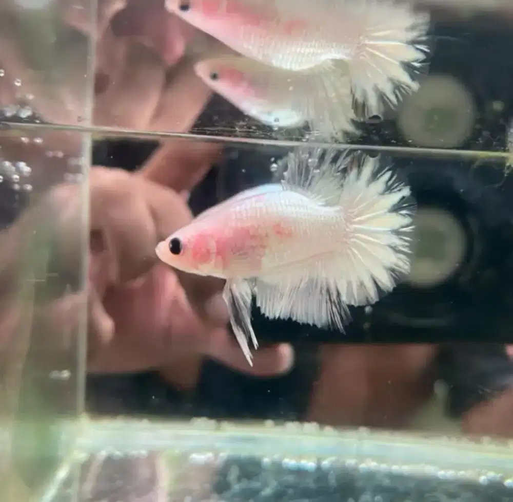 Ikan Cupang Bonsai Fancy White Platinum Monkey Face