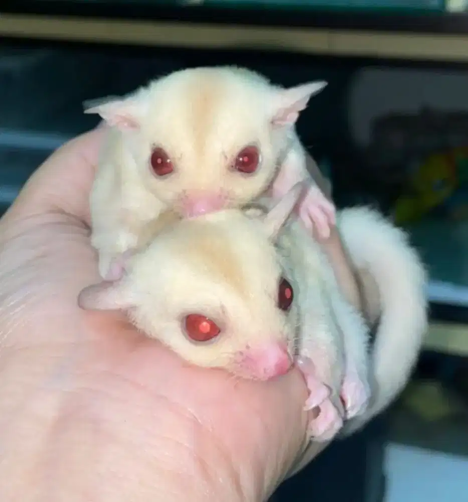 Sugarglider creamino mozaik