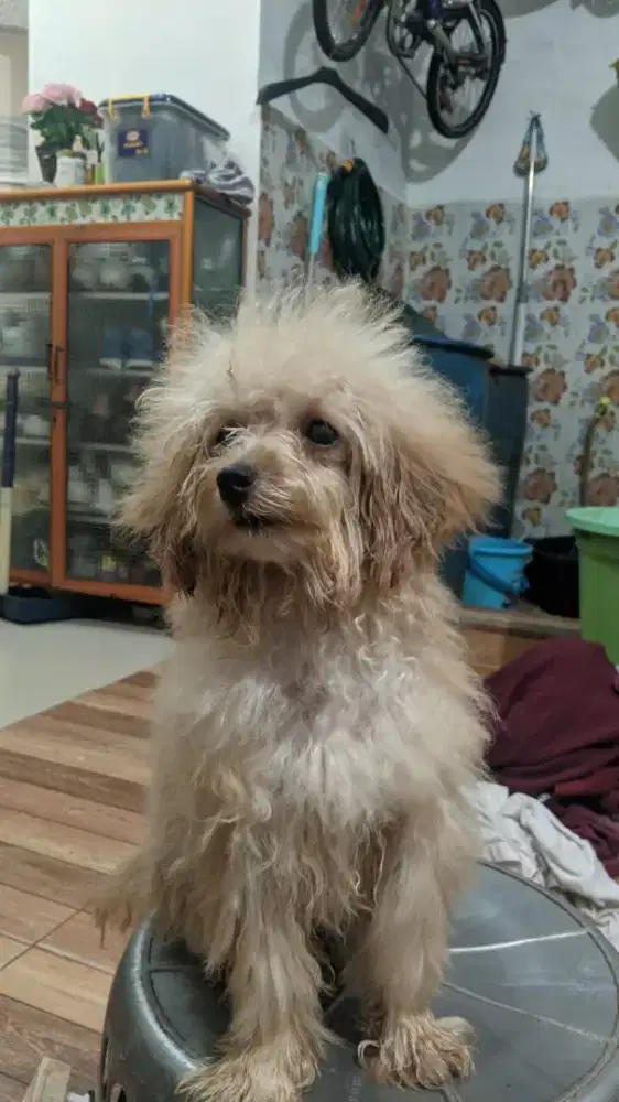 Adopsi anjing poodle betina umur 3 bulan