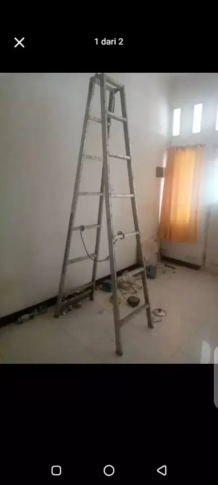 Tanga almumium Tanga almunium