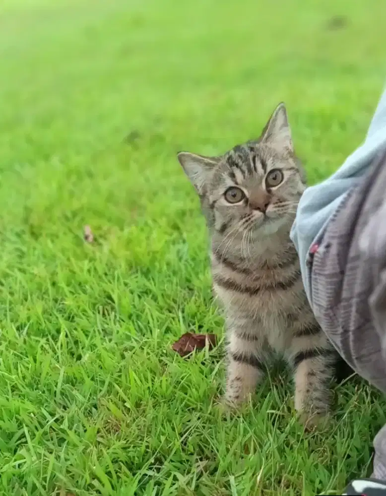 BSH GOLDEN TABBY BETINA 6 BULAN