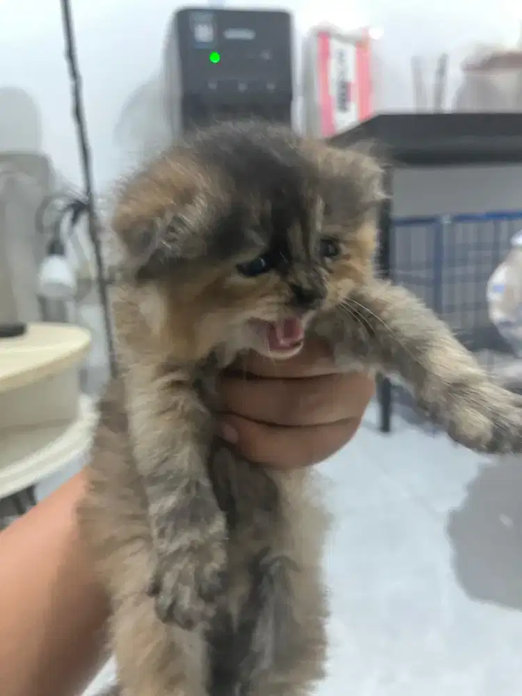 Kitten Umur 2 Bulan