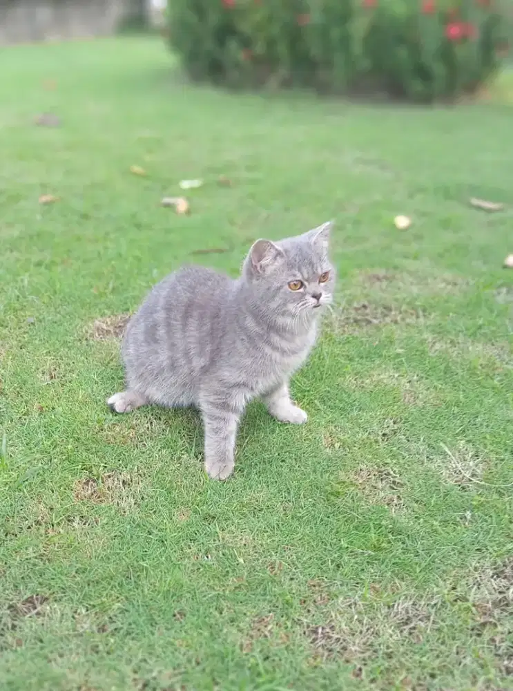 BSH SILVER TABBY BETINA 6 BULAN