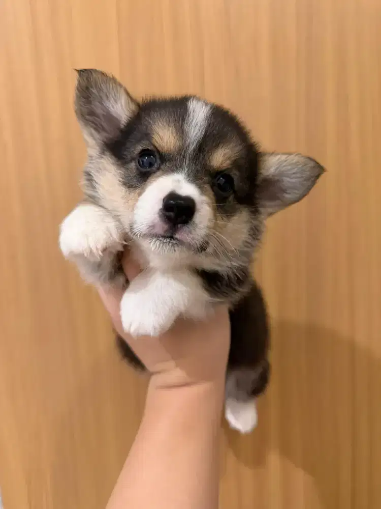 Dijual 2 Corgi Tricolor Jantan di Bandung
