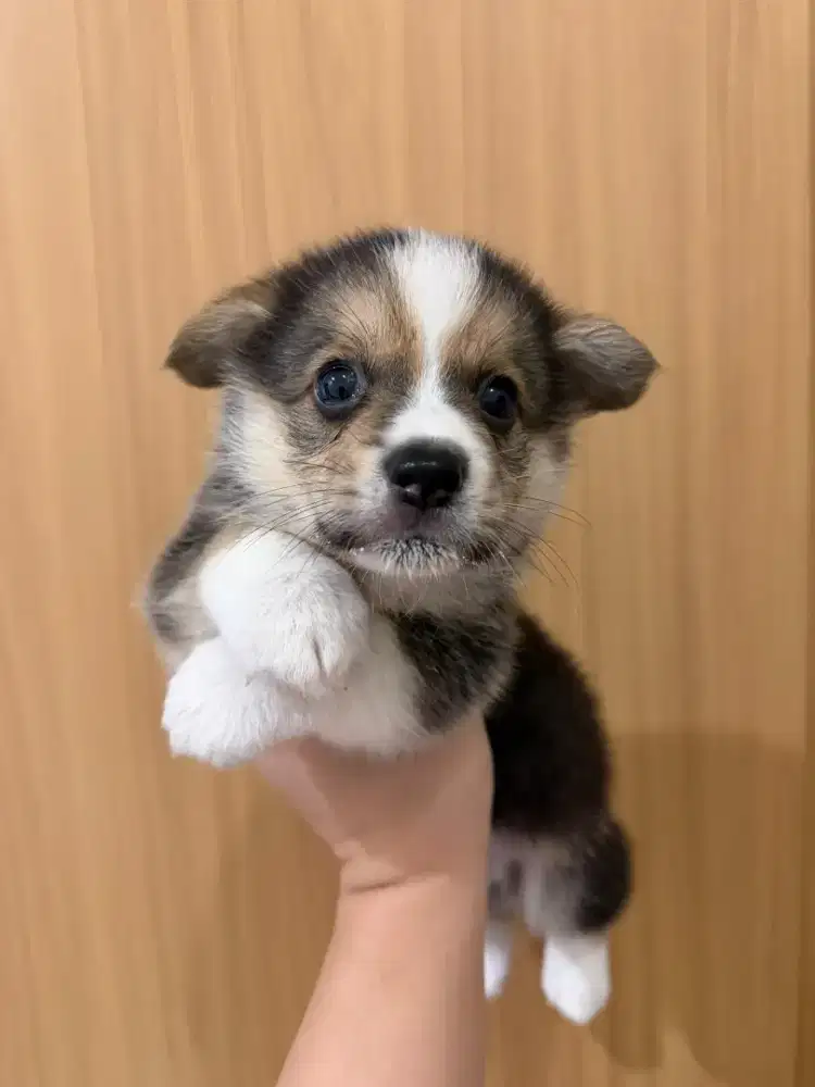 Dijual Anak Corgi Tricolor Jantan di Bandung