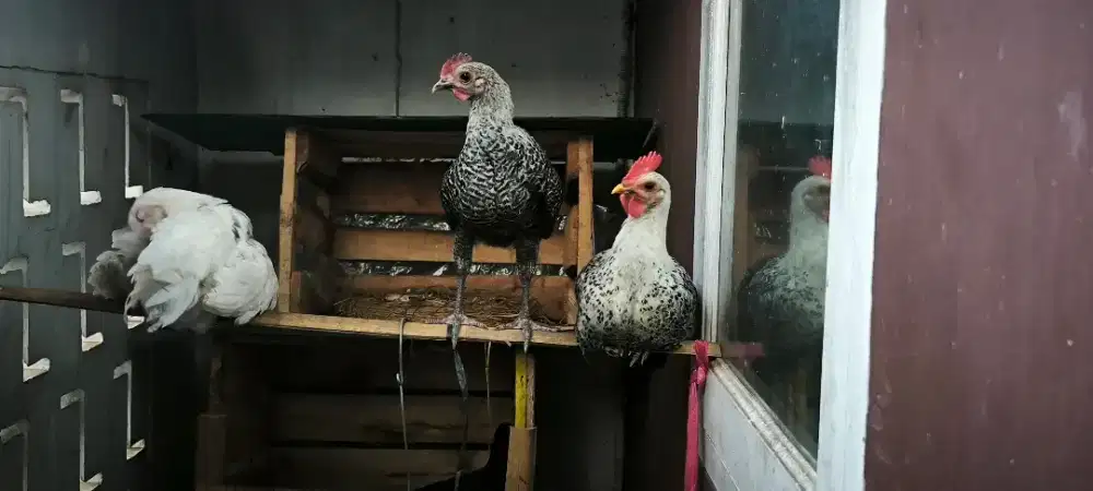 Ayam elba jantan usia 3.5 bulan