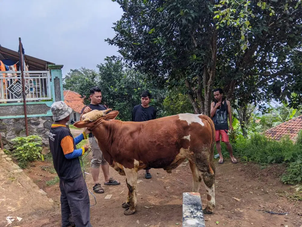 Bismillah mangga sapi kangge qurban na, jenis lamosin sama malboro