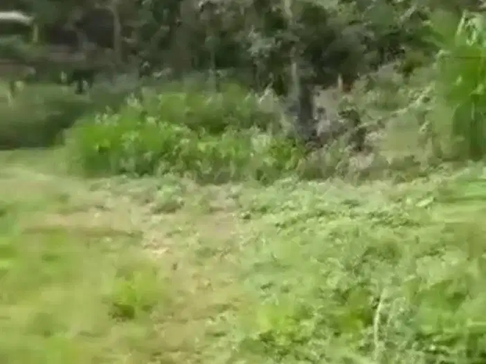 Dijual Tanah Tanpa Perantara – Lokasi Sangat Strategis di Pringsewu!