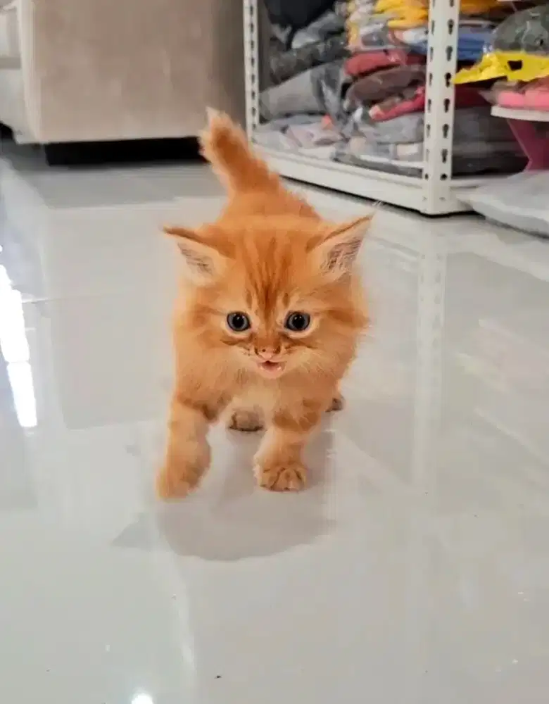 KUCING PERSIA KITTEN