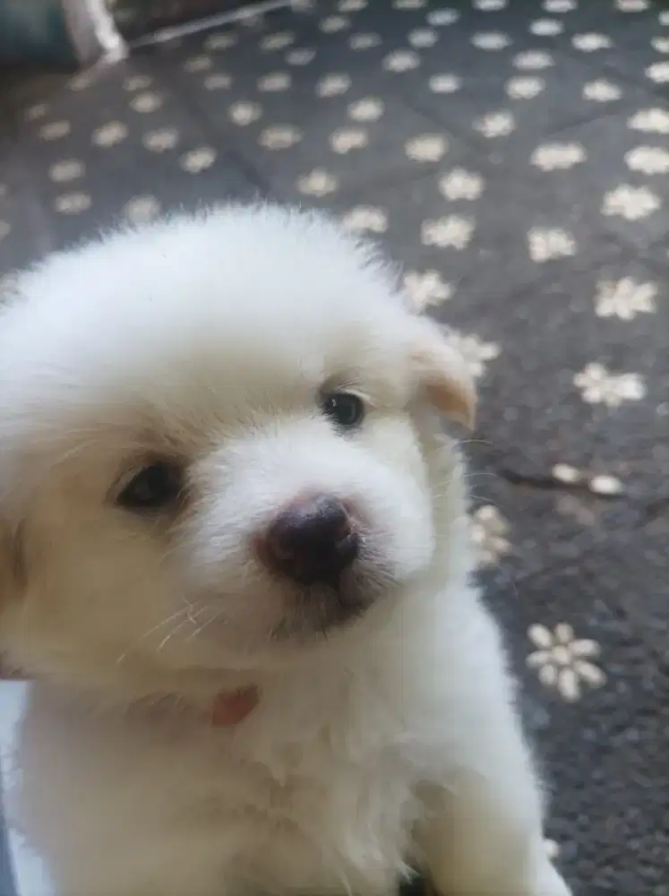 anak anjing bagel mix pom