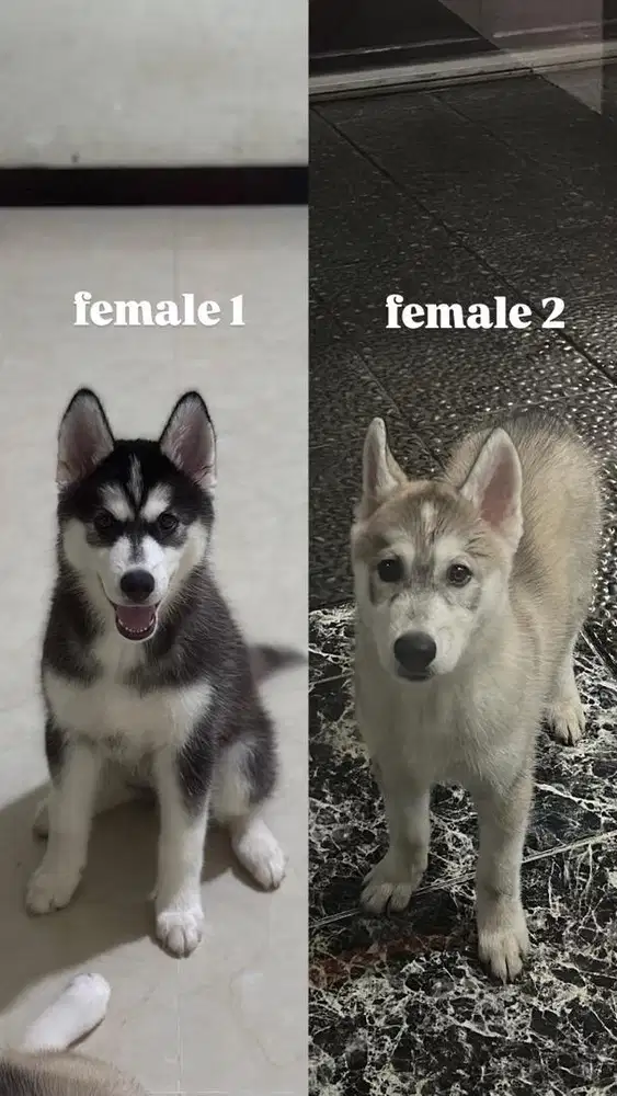 Siberian Husky Puppies