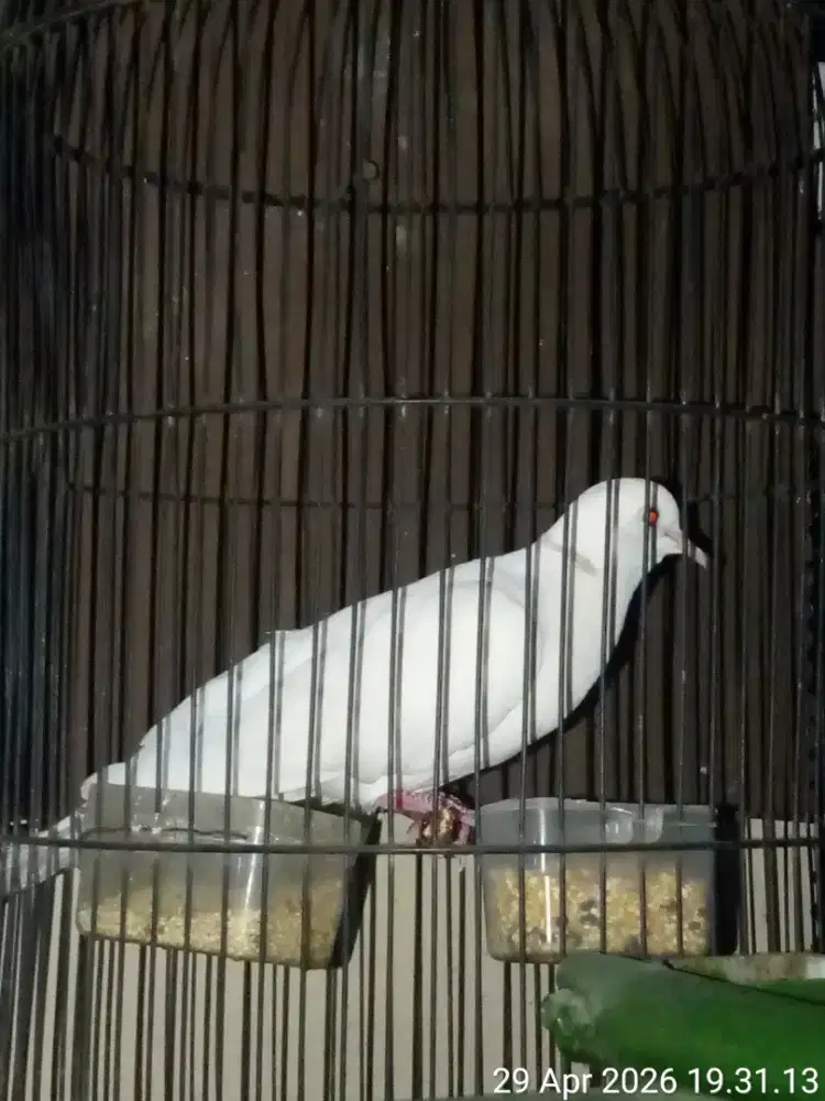 burung puter gacor owor2 josss