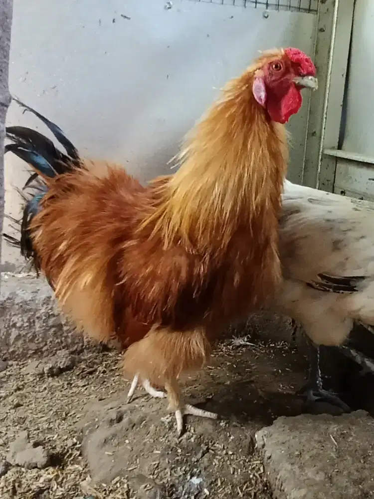 Ayam Hias Silkie Brown